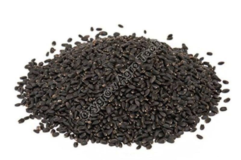 Basil Seeds Manufacturer Basil Seeds Supplier and Exporter from