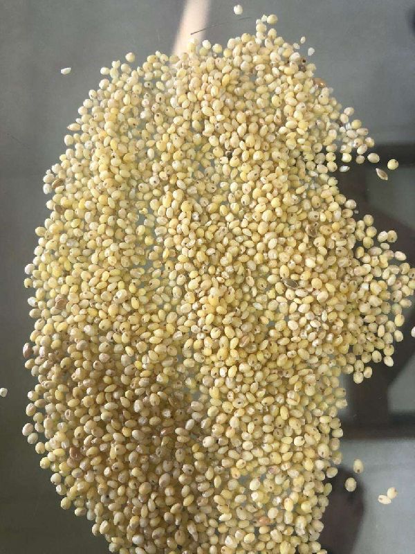 Organic Foxtail Millet Seeds