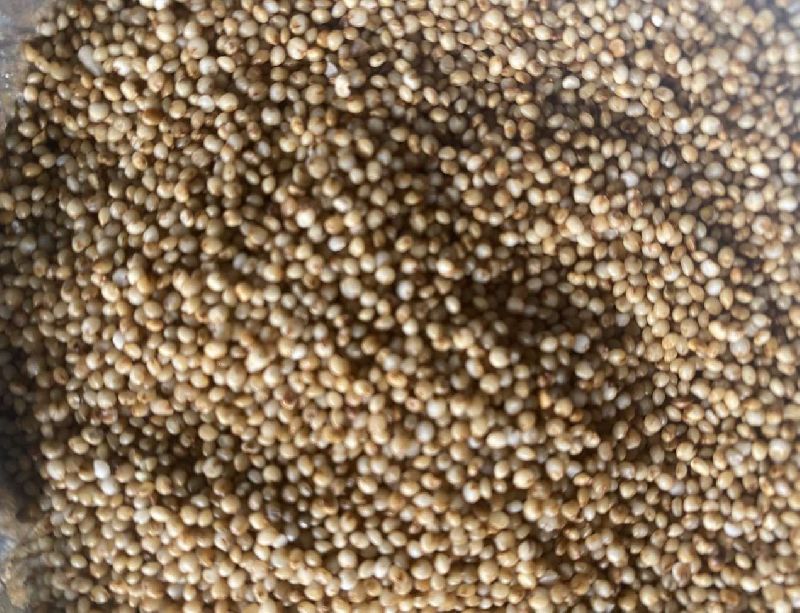 Unpolished Kodo Millet Seeds