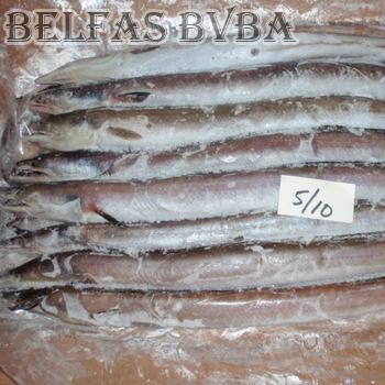 Frozen Eel Fish