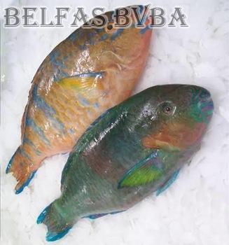 Frozen Parrot Fish