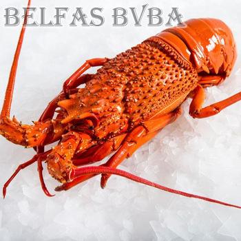 Frozen Rock Lobster