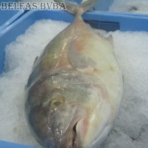 Frozen Trevally Fish