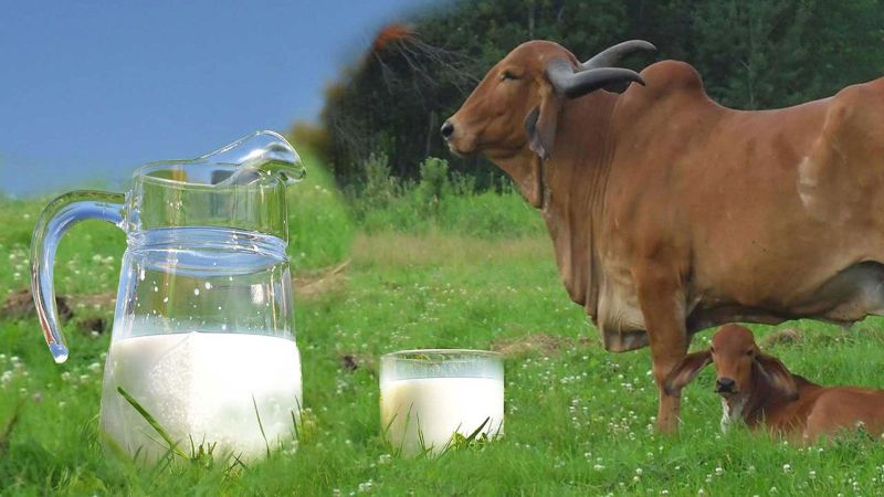 Cow A2 Milk