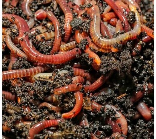 25 Kg Bag Eisenia Fetida Earthworms