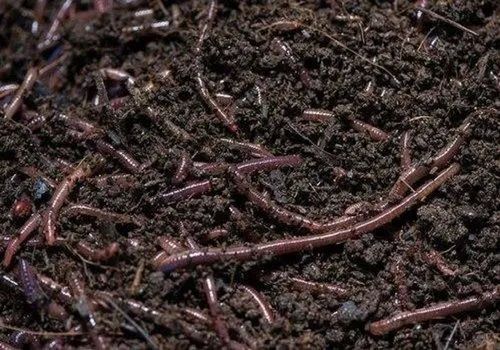 Agriculture Earthworm Vermicompost