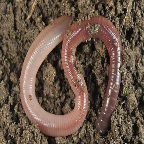 Organic Live Earthworm