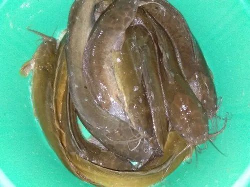 Desi Magur Fish Seeds