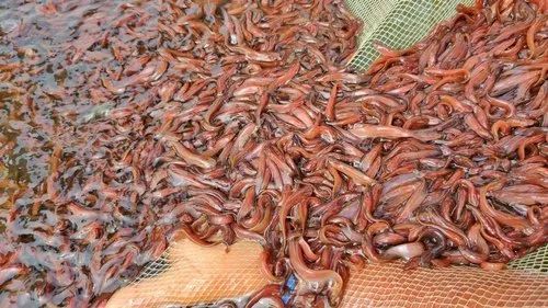 Singhi Fish Seeds
