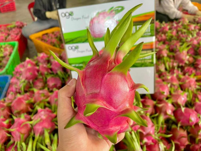 dragon fruit