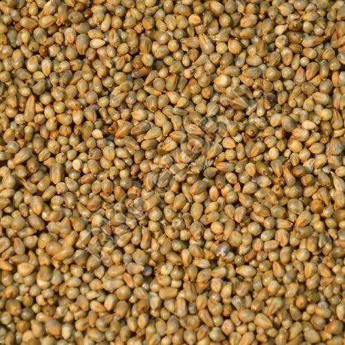 Bajra Seeds