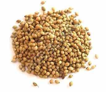 Coriander Seeds