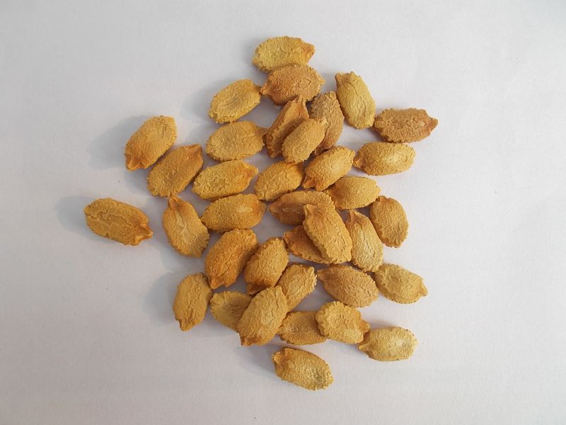 Bitter Gourd Seeds