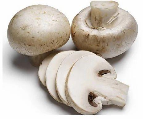 Natural Button Mushroom