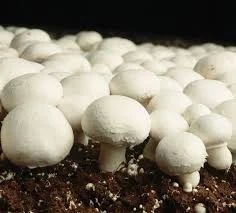 Whole Button Mushroom