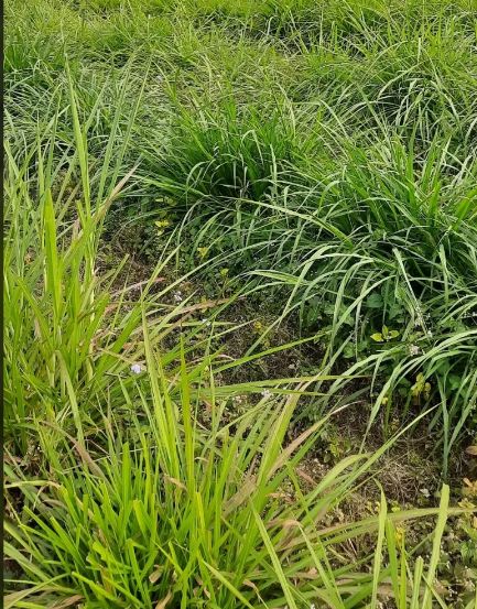 Hybrid Smart Napier Grass Slips Supplier From Vijayawada