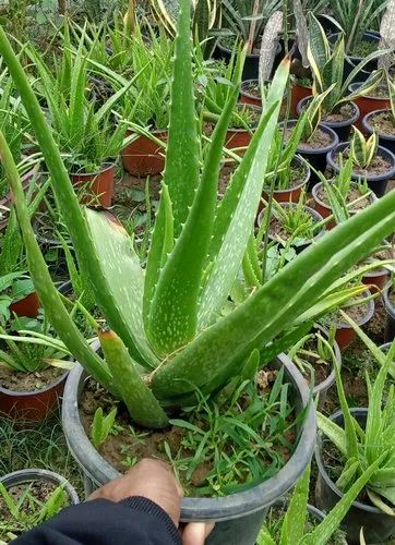 Natural Aloe Vera Plant