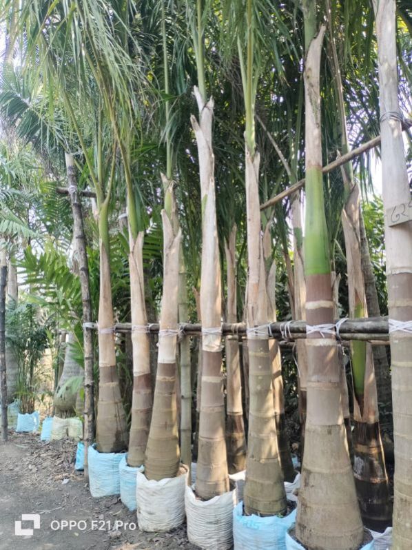 Bottle Palm Tree Manufacturer, Supplier from Kolkata