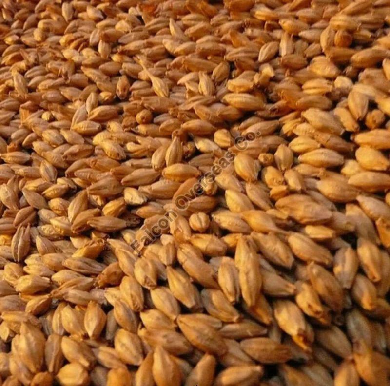 Barley Seeds