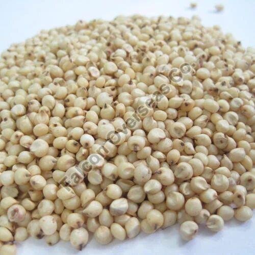 Sorghum Seeds