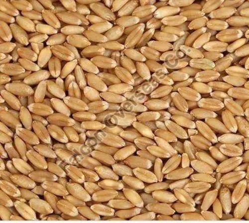 Wheat Grains