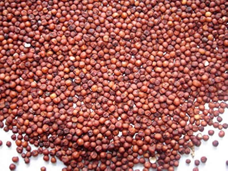 Fresh Ragi Seed