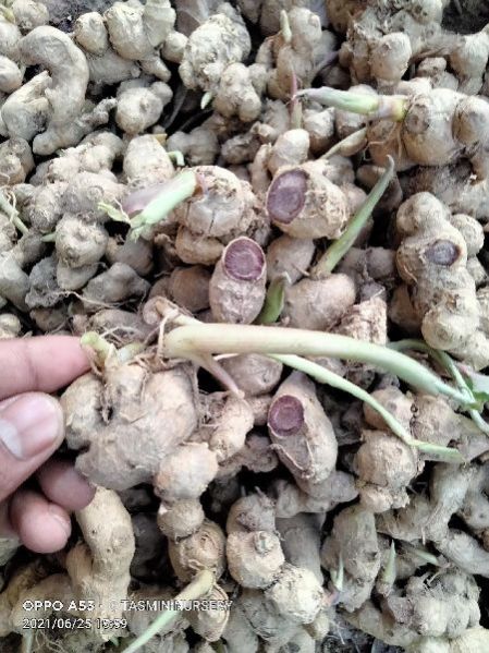 Natural Black Ginger Seed