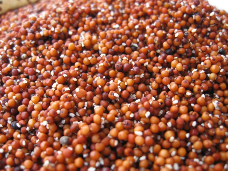 Organic Ragi Seed