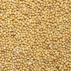 Yellow Bajra Seeds