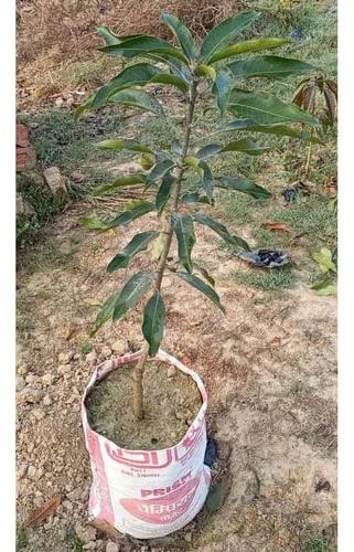 Dashehari Mango Plants