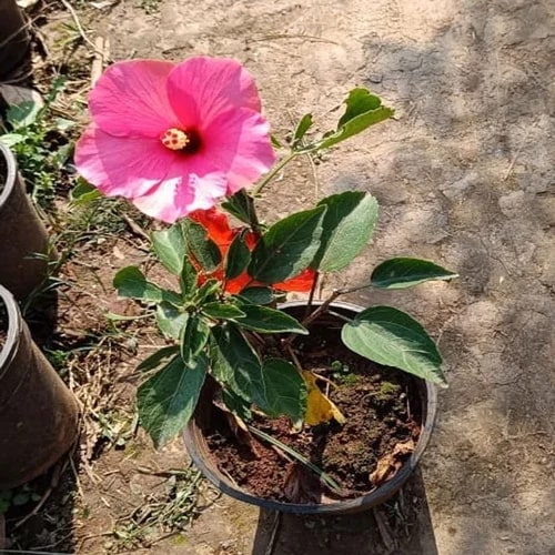 Hibiscus Rosa Sinensis Plants