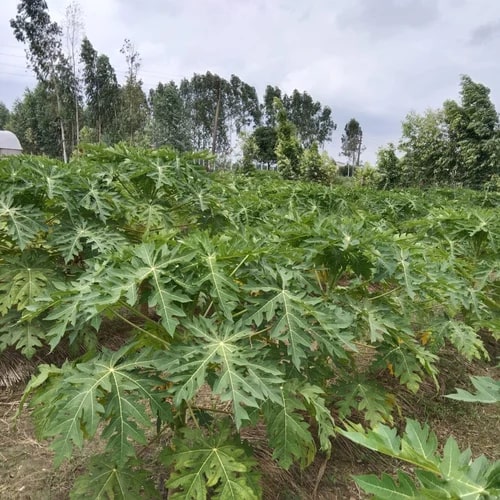Honeydew Papaya Plants