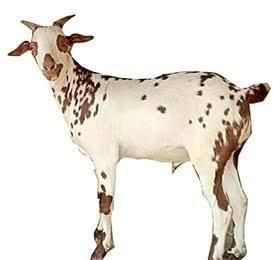 Live Barbari Goat