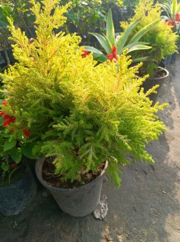 Lemon Cypress Plant