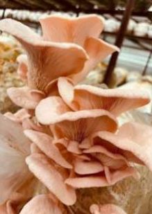 Fresh Pink Oyster Mushroom