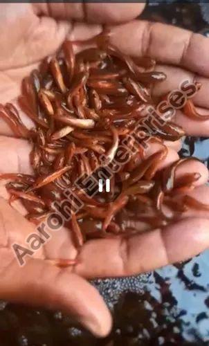 Feed Converted Murrel Fish Seed