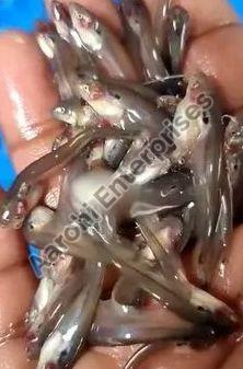Pabda Fish Seeds