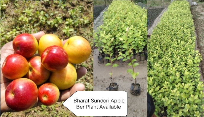 Bharat Sundori Apple Ber Plant