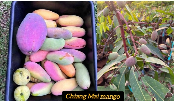 Chiang Mai Mango Plant