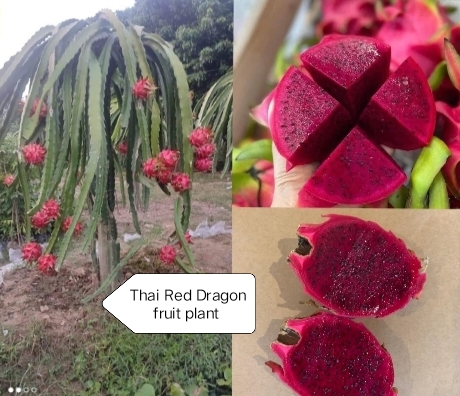 Thai Red Dragon Fruit Plant