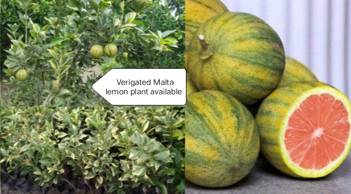 Green Variegated Malta Plant