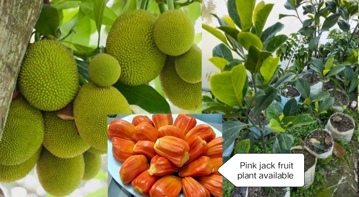 Pink Jackfruit Plant