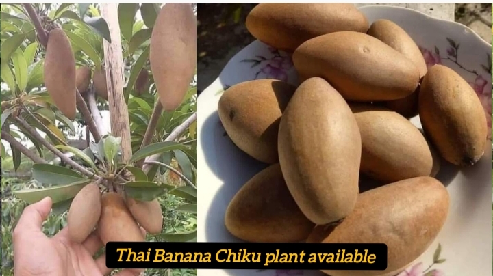 Thai Banana Chiku Plant