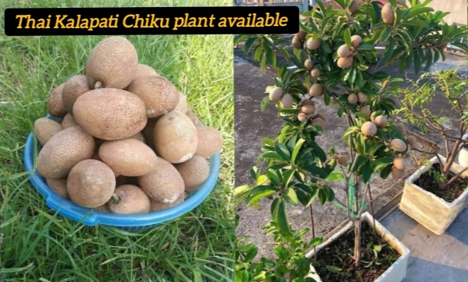 Thai Kalapatti Chiku Plant
