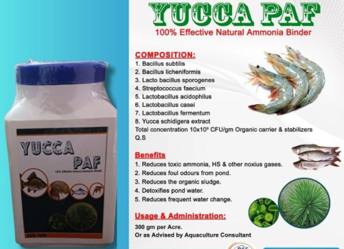 YUCCA PAF Natural Ammonia Binder For Fish and Shrimp ( Aqua Culture )