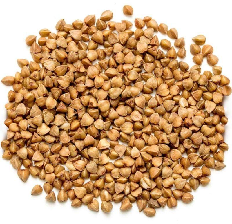 1836 Buckwheat Seeds