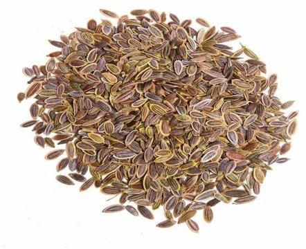 1836 Dill Seeds