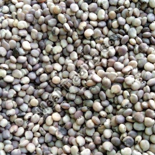Cluster Bean Seeds