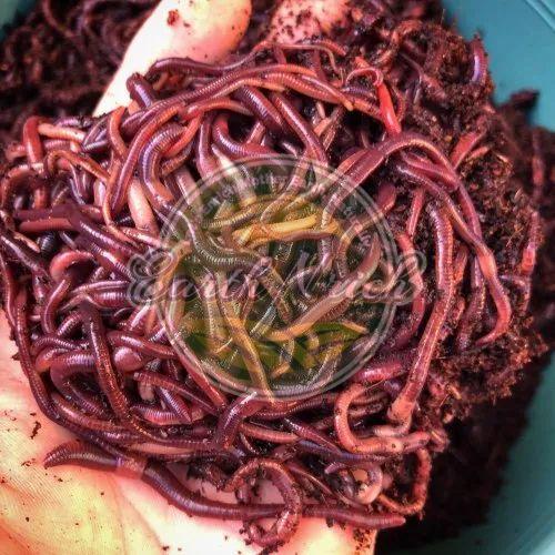 Live Earthworms Manufacturer,Live Earthworms Supplier and Exporter from  Sonipat India