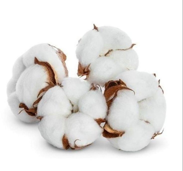White Kapas Cotton